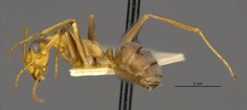 Media type: image;   Entomology 28105 Aspect: habitus lateral view